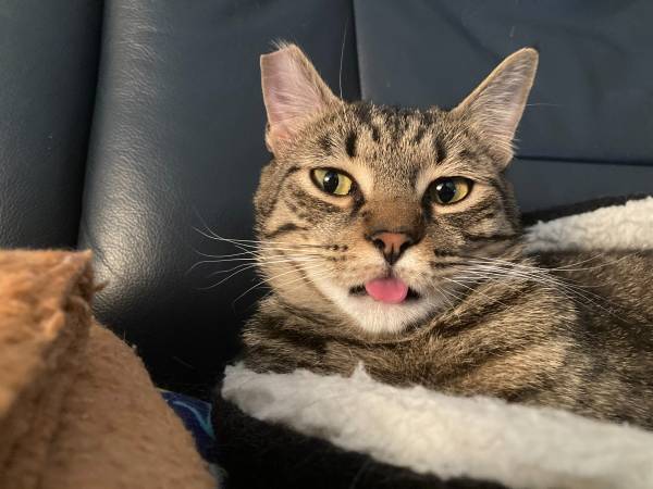 Lost cat