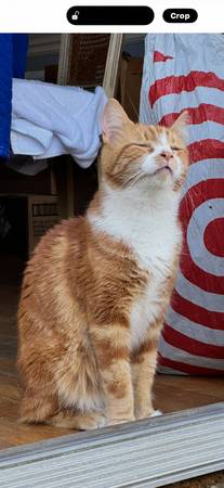 Lost cat
