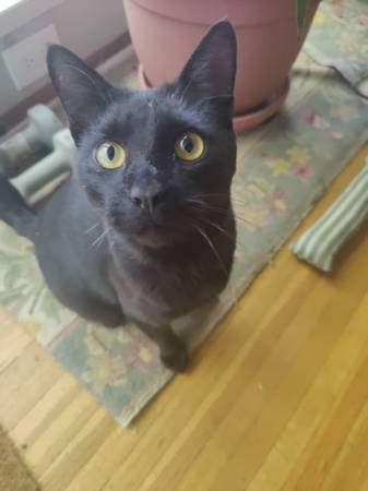 Found cat
