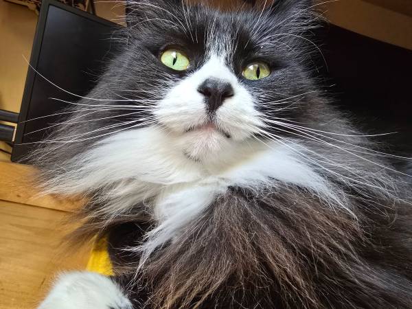 Lost cat