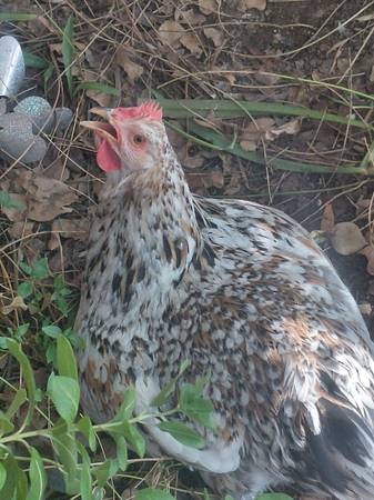 Found bird