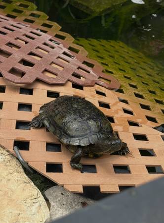Lost turtle