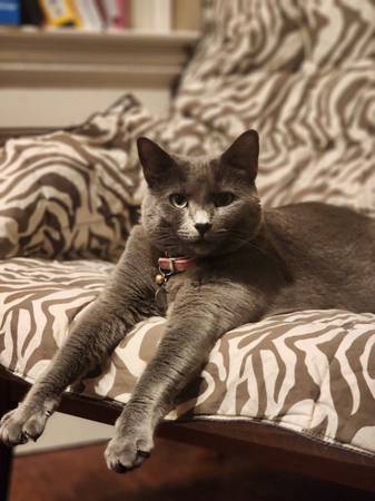 Lost Cat in Hallinan Elementary School