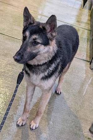 Found dog