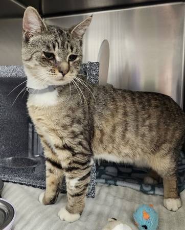 Found cat