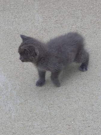 Found cat