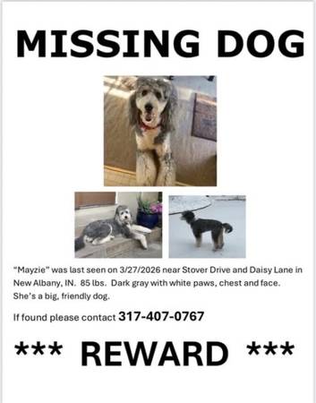 Lost dog