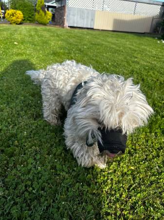 Found dog