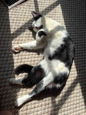 Lost cat
