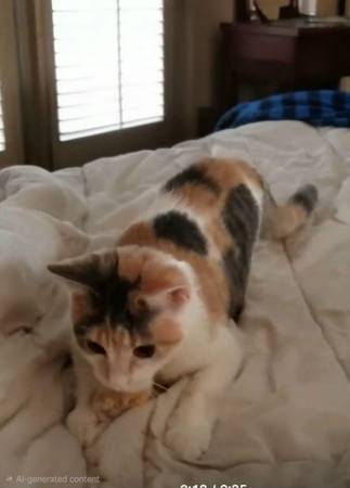 Lost Cat in Commerce