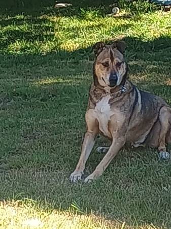 Found dog