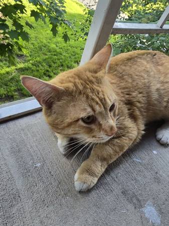 Found cat