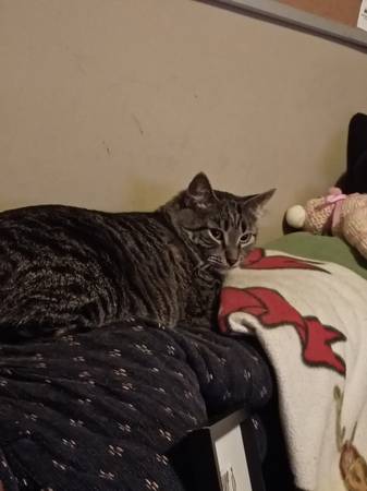 Lost Cat in Solvay