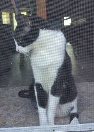 Lost Cat in Wichita