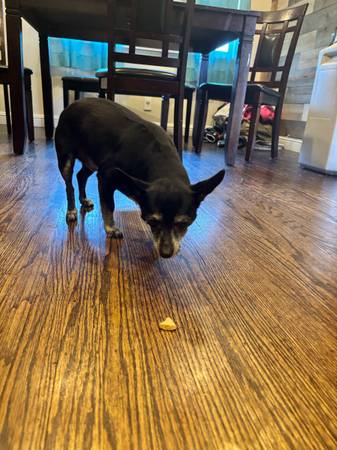 Found dog