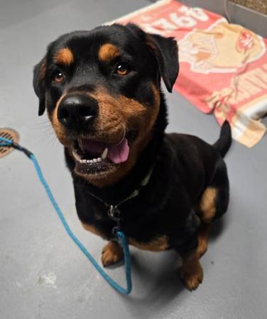 Found Dog in Eugene
