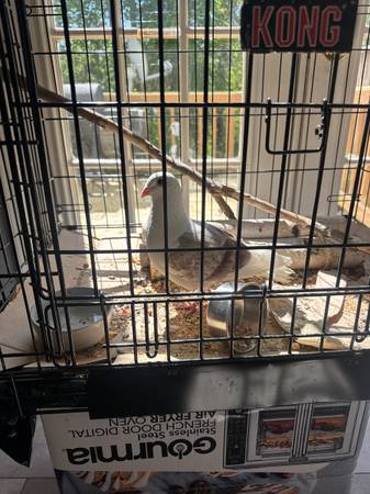 Found bird