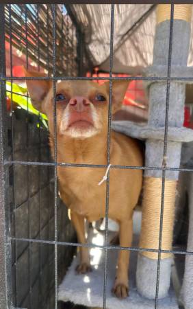 Found dog