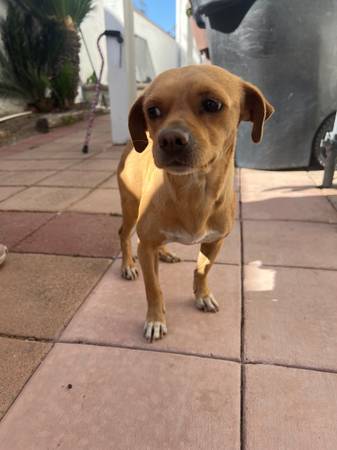 Found Dog in Anaheim