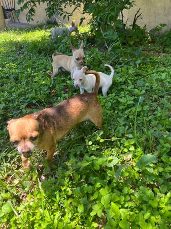 Lost dog