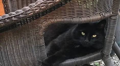 Lost Cat in Cornelius