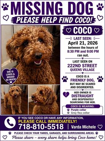 Lost dog