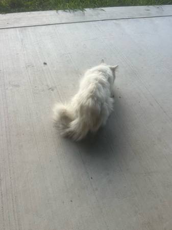 Found Cat in Weslaco
