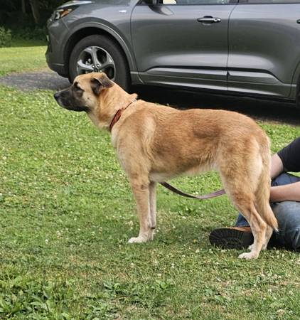 Found dog