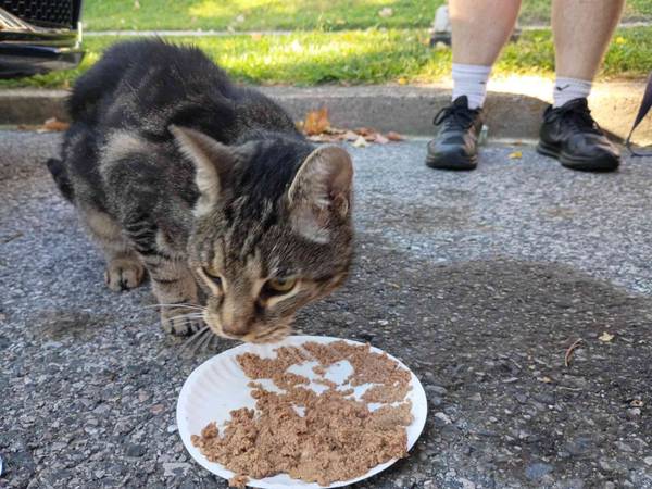 Found Cat in Baltimore