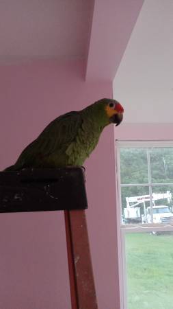 Lost Parrot in Coats
