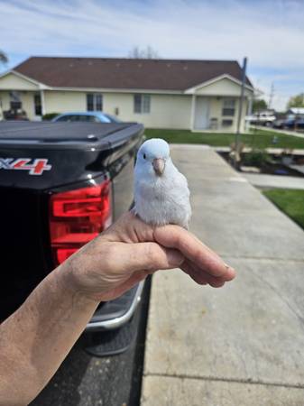 Found bird