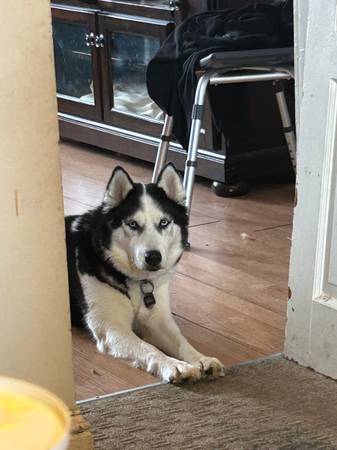 Lost dog