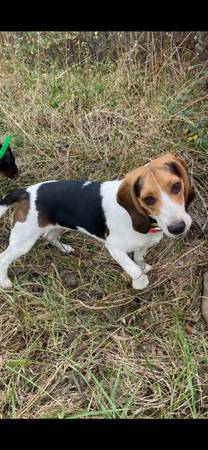 Lost dog