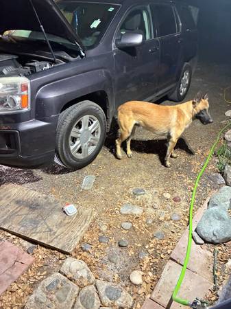Found dog