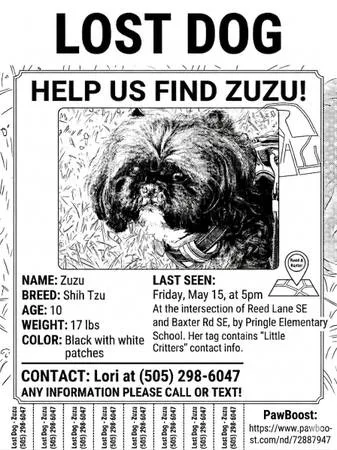 Lost dog