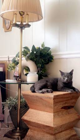 Lost cat