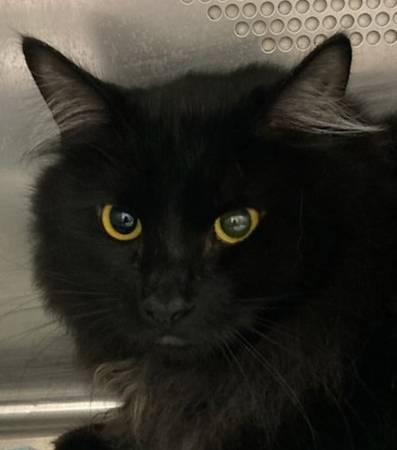 Found cat
