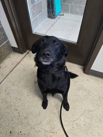 Found dog