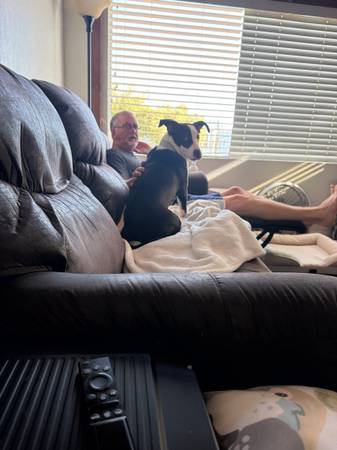 Lost Dog in Morro Bay