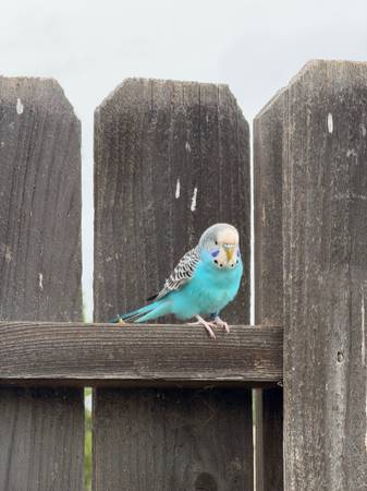 Found Bird in East Clovis