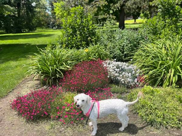 Lost dog