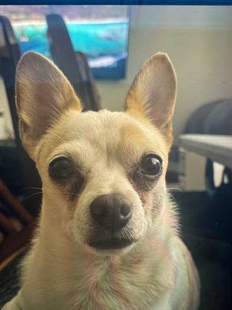 Lost dog