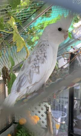 Lost bird