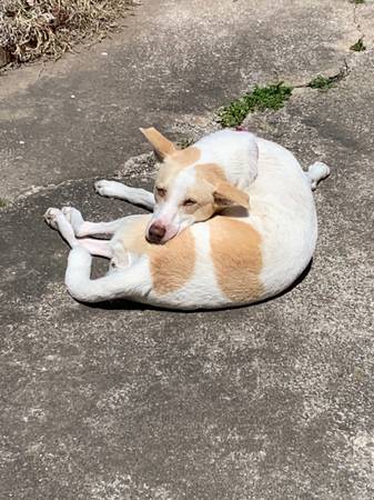 Lost dog