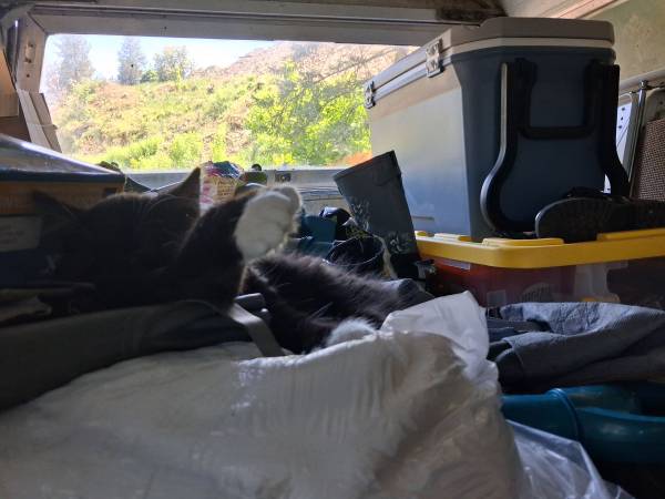 Lost cat