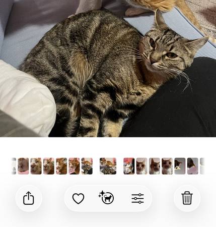 Lost cat