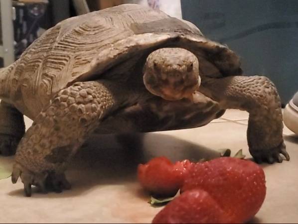 Lost tortoise