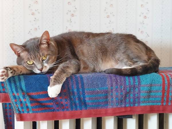 Lost cat
