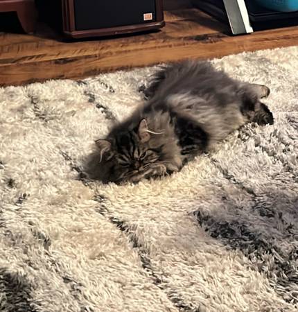 Lost Cat in Oswego