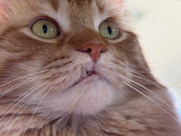 Lost cat